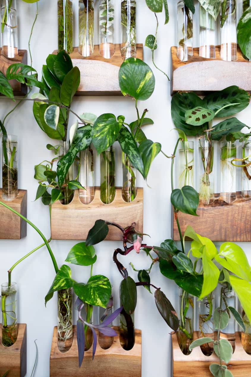 Hilton Carter Plant Doctor Industrial Loft Home Photos Apartment Therapy